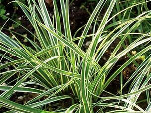 Ostřice 'Hime Kansuge' - Carex conica 'Hime Kansuge'