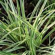 Ostřice 'Hime Kansuge' - Carex conica 'Hime Kansuge'