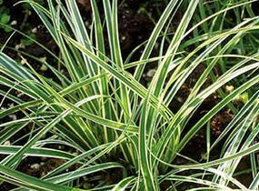 Ostřice kuželovitá 'Hime Kansuge' - Carex conica 'Hime Kansuge'