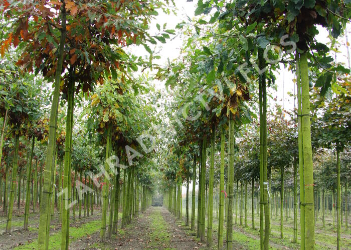 Dub letní - Quercus robur