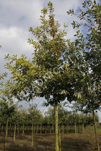 Dub letní - Quercus robur