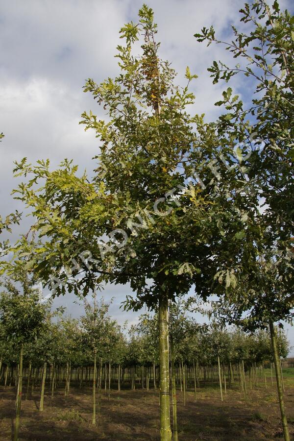 Dub letní - Quercus robur