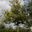 Dub letní - Quercus robur
