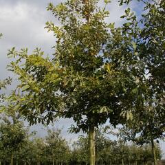 Dub letní - Quercus robur