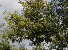 Dub letní - Quercus robur