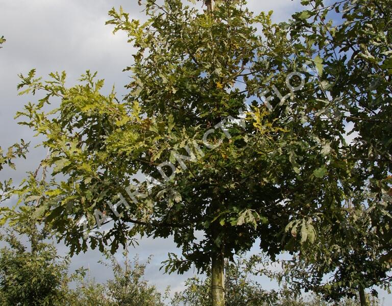 Dub letní - Quercus robur