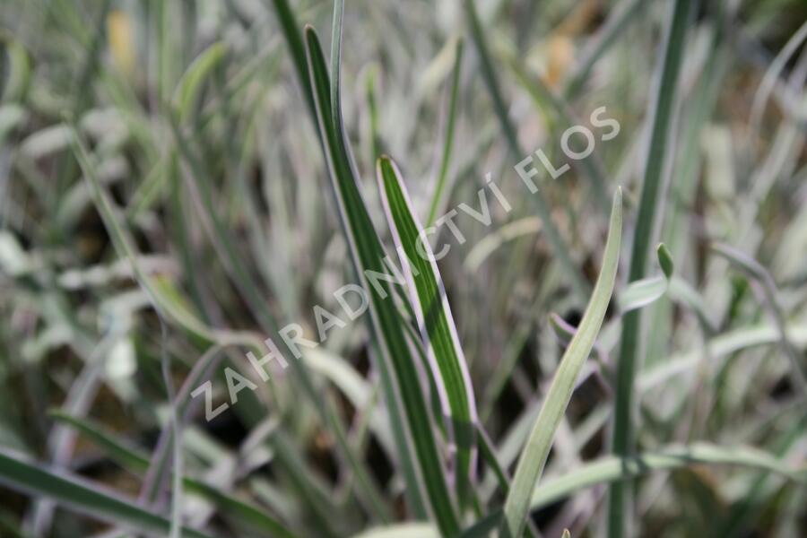 Tulbagie, česnek pokojový 'Variegata' - Tulbaghia violacea 'Variegata'