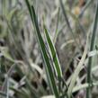 Tulbagie, česnek pokojový 'Variegata' - Tulbaghia violacea 'Variegata'