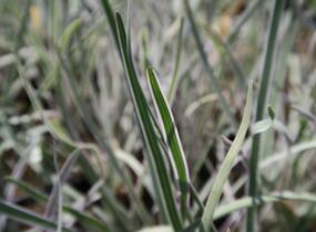 Tulbagie, česnek pokojový 'Variegata' - Tulbaghia violacea 'Variegata'
