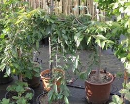 Višeň chloupkatá 'Pendula Rubra'