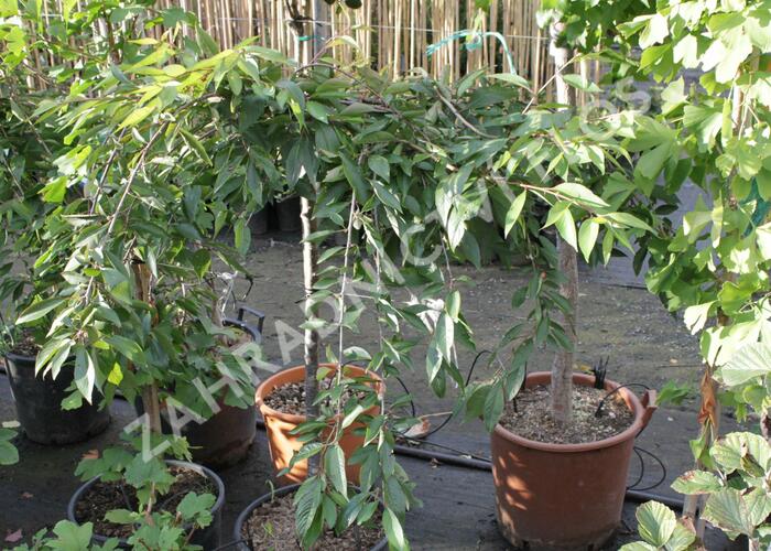 Višeň chloupkatá 'Pendula Rubra' - Prunus subhirtella 'Pendula Rubra'