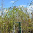 Bříza bělokorá 'Youngii' - Betula pendula 'Youngii'