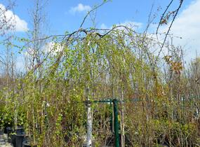 Bříza bělokorá 'Youngii' - Betula pendula 'Youngii'
