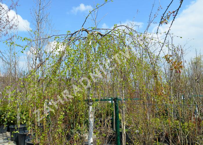 Bříza bělokorá 'Youngii' - Betula pendula 'Youngii'