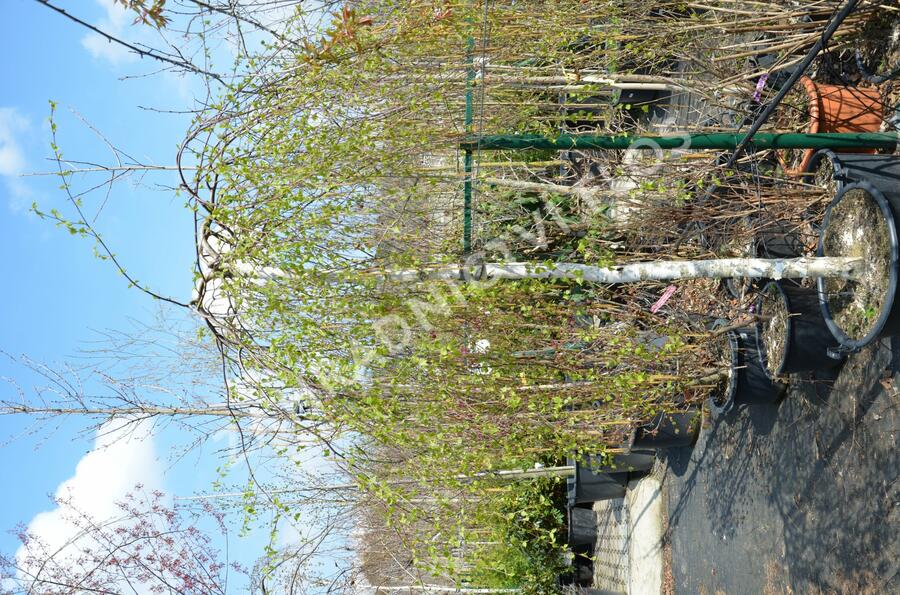 Bříza bělokorá 'Youngii' - Betula pendula 'Youngii'