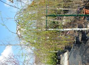 Bříza bělokorá 'Youngii' - Betula pendula 'Youngii'