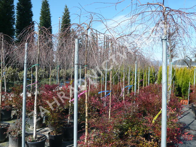Bříza bělokorá 'Youngii' - Betula pendula 'Youngii'