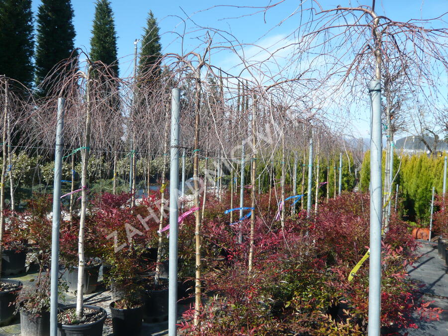 Bříza bělokorá 'Youngii' - Betula pendula 'Youngii'