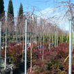 Bříza bělokorá 'Youngii' - Betula pendula 'Youngii'