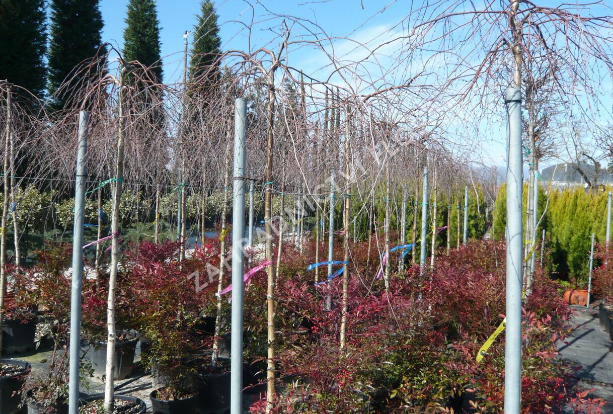 Bříza bělokorá 'Youngii' - Betula pendula 'Youngii'