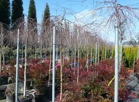 Bříza bělokorá 'Youngii' - Betula pendula 'Youngii'