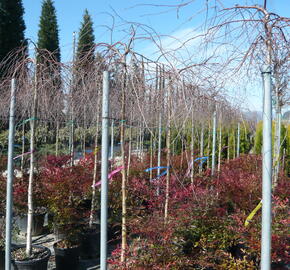 Bříza bělokorá 'Youngii' - Betula pendula 'Youngii'