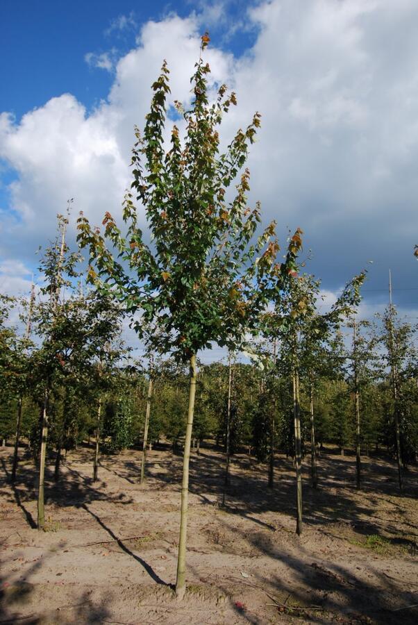 Javor cukrový - Acer saccharum