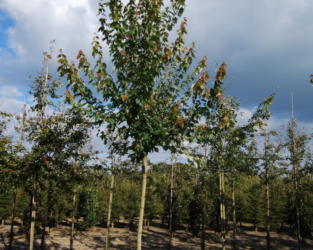 Javor cukrový - Acer saccharum