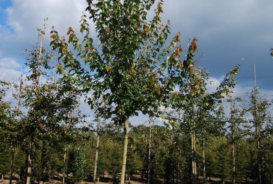 Javor cukrový - Acer saccharum
