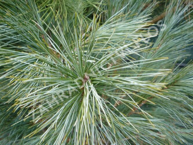 Borovice Wallichova 'Densa Hill' - Pinus wallichiana 'Densa Hill'