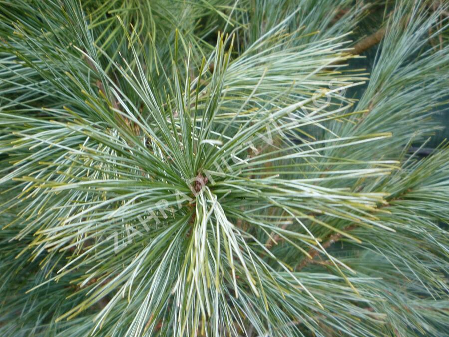 Borovice Wallichova 'Densa Hill' - Pinus wallichiana 'Densa Hill'