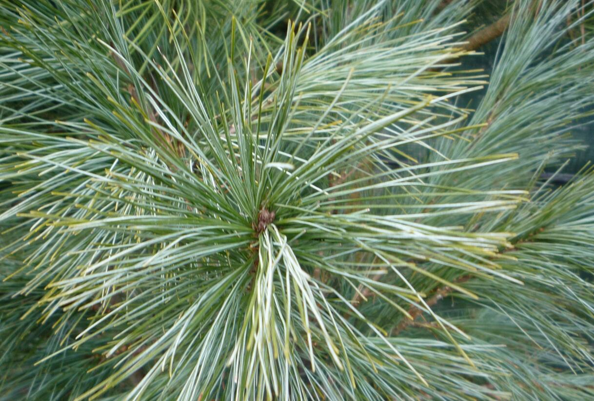 Borovice Wallichova 'Densa Hill' - Pinus wallichiana 'Densa Hill'