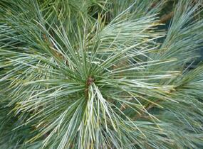 Borovice Wallichova 'Densa Hill' - Pinus wallichiana 'Densa Hill'