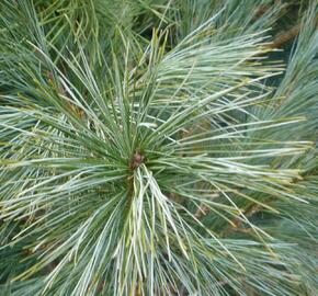 Borovice Wallichova 'Densa Hill' - Pinus wallichiana 'Densa Hill'