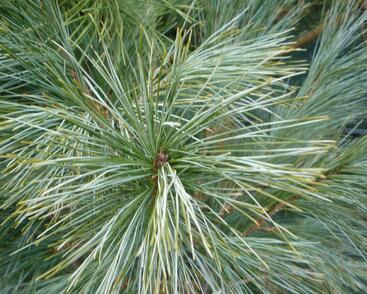 Borovice Wallichova 'Densa Hill'