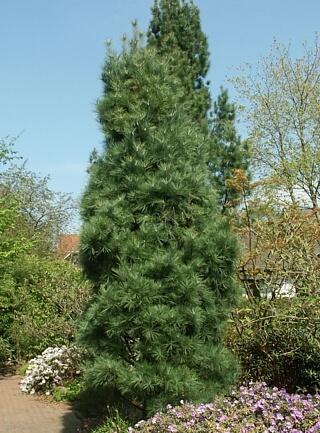 Borovice Wallichova 'Densa Hill' - Pinus wallichiana 'Densa Hill'