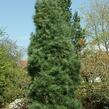 Borovice Wallichova 'Densa Hill' - Pinus wallichiana 'Densa Hill'