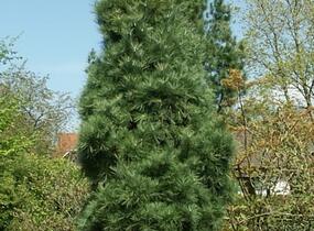 Borovice Wallichova 'Densa Hill' - Pinus wallichiana 'Densa Hill'