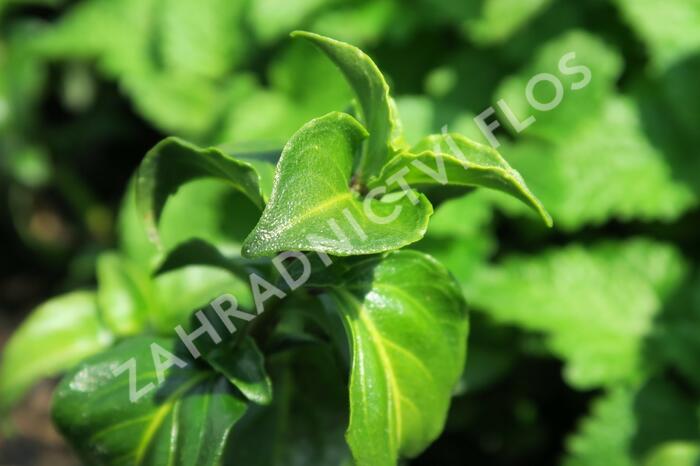 Rungia, houbová bylinka 'Champi' - Rungia klossii 'Champi'