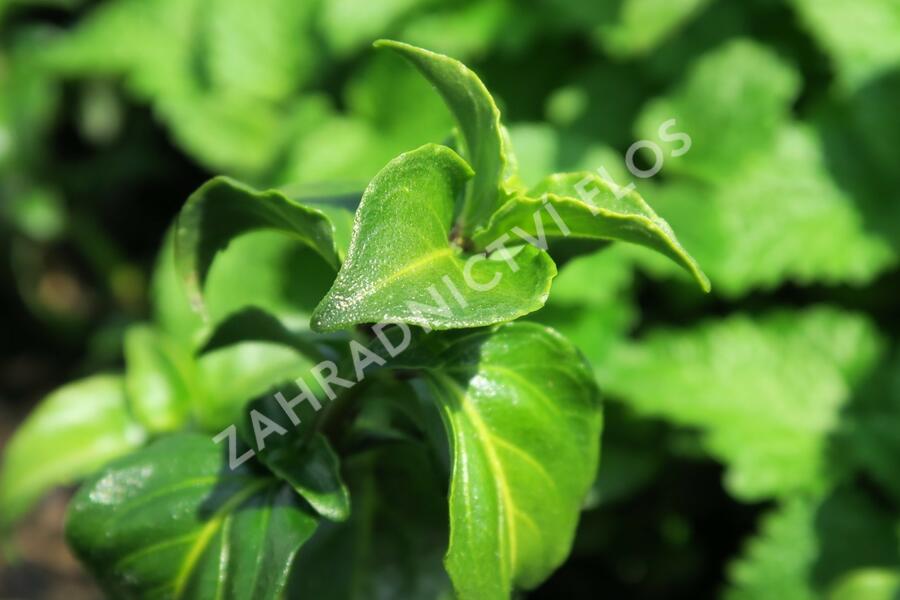 Rungia, houbová bylinka 'Champi' - Rungia klossii 'Champi'