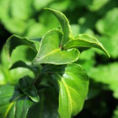 Rungia, houbová bylinka 'Champi' - Rungia klossii 'Champi'