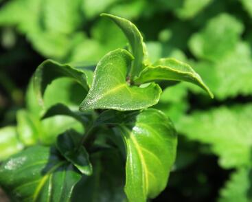 Rungia, houbová bylinka 'Champi'