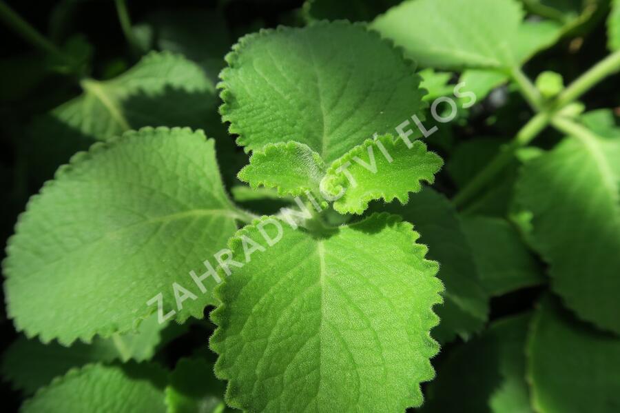 Rýmovník citronový - Plectranthus amboinicus