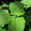 Rýmovník citronový - Plectranthus amboinicus