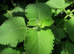 Rýmovník citronový - Plectranthus amboinicus