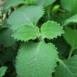 Rýmovník citronový - Plectranthus amboinicus