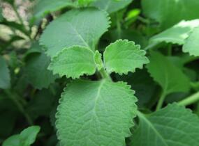 Rýmovník citronový - Plectranthus amboinicus