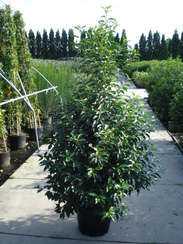 Bobkovišeň portugalská 'Angustifolia' - Prunus lusitanica 'Angustifolia'