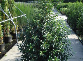 Bobkovišeň portugalská 'Angustifolia' - Prunus lusitanica 'Angustifolia'