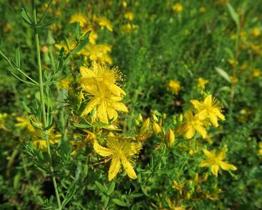 Třezalka tečkovaná